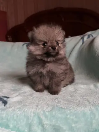 Adorable Cachorro Pomerania en Venta