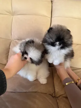 Adorables Cachorros Pomerania en Venta