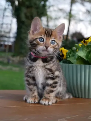 purebred Bengal Kittens