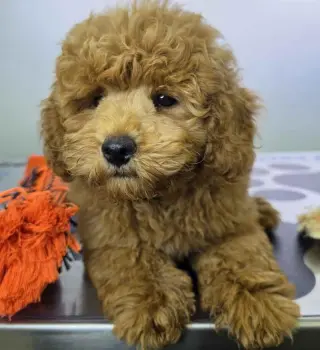 ***Valdoo*** Maltipoo Macho DCD 9633 * Se Vende*