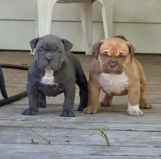 Adorables Cachorros Pitbull Marrones en Venta