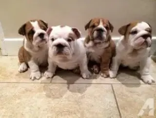 Adorables Cachorros Bulldog Inglés en Venta