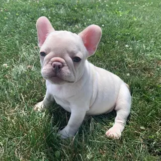 French bulldog puppies available for adoption