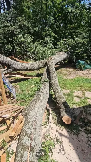 Tree Services