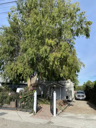 Tree services