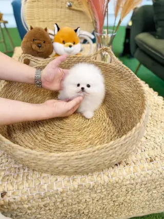 Pomeranian puppies