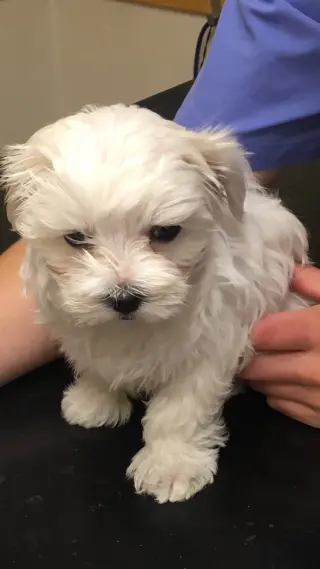 Adorables cachorros malteses