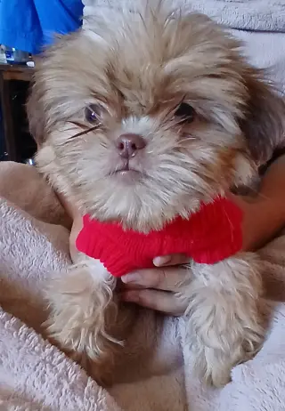 Perritos Shih Tzu