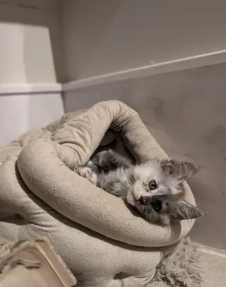4 gatitos Maine Coon con pedigrí TICA