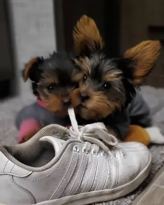 Tenemos 2 cachorros disponible