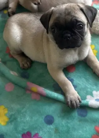 Dos Pugs de dos meses