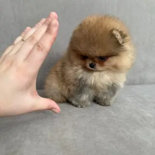 Adorable Cachorro Pomerania en Venta