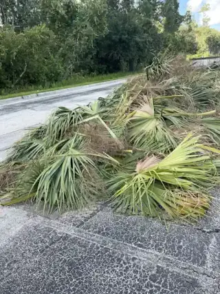 Servicio de Árboles en Miami | Poda, Corte y Remoción de Emergencia