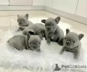 french bull dog Strong, healthy