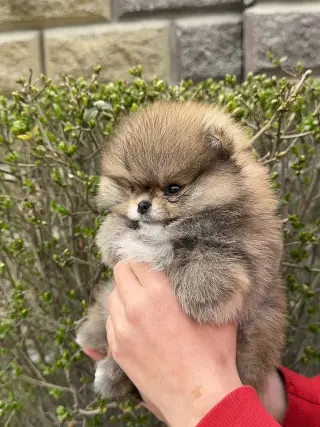 Adorable Cachorro Pomerania en Venta