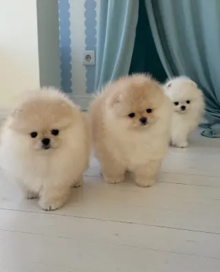 Adorables Cachorros Pomerania en Venta