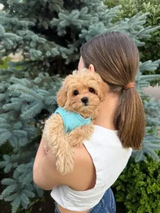 Meet Our Adorable Maltipoo puppies