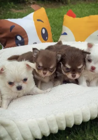 Chihuahua puppies for adoption