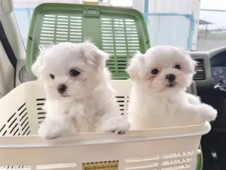Adorable cachorros de Maltes