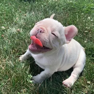 French bulldog puppies available for adoption