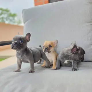 Adorables Cachorros de Bulldog Francés en Venta