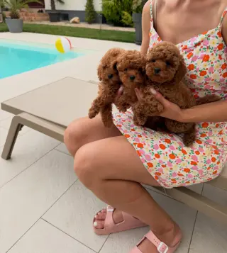 Adorables Cachorros de Poodle