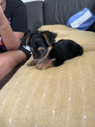 Adorable Perro Pequeño en venta