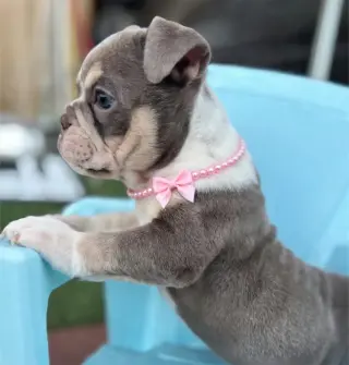 Female English Bulldog