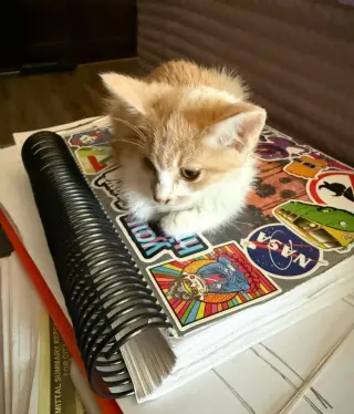 HERMOSA GATITA BUSCA HOGAR
