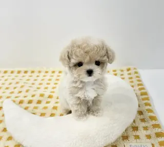 Teacup puppies available for adoption