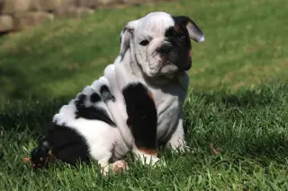 Adorable English Bulldog Puppy for Sale