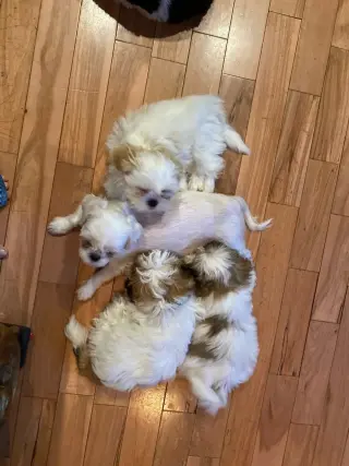 Only 2 male white Shih tzu puppies left born on February 3