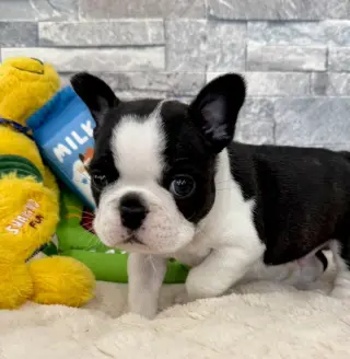 Adorable Cachorro de Boston terrier en Venta