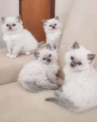 Human calculation British shorthair cat