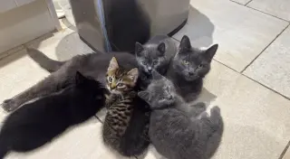 Dos gatitas y dos gatitos de raza British Shorthair.