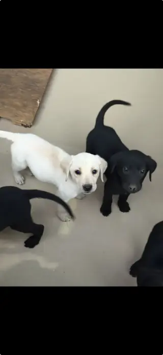 Adorables Cachorros de Labrador en Venta