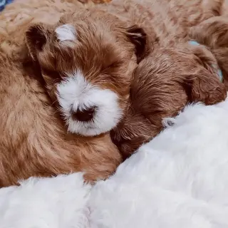 Adorables Cachorros Miniatura en Venta