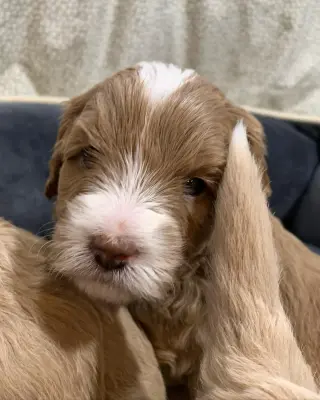 Adorable Miniature Puppies for Sale