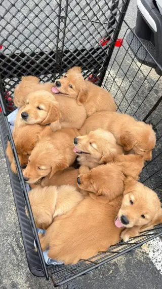 Golden retriever paradise