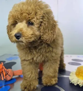 ***Valdoo*** Maltipoo Macho DCD 9633 * Se Vende*
