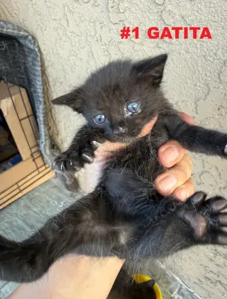 GATITOS EN BUSCA DE UN HOGAR