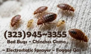 PEST CONTROL SERVICES L.A.~  LOCAL EXTERMINATORS