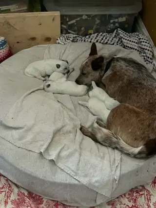 Blue and red heeler puppies for rehoming