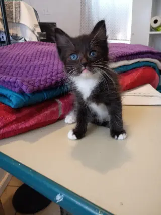el amor hecho gatitos...