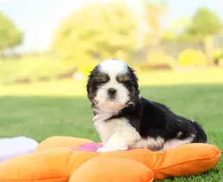 Adorables Cachorros Shih Tzu en Venta