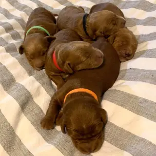 Our F1B Mini and Medium Goldendoodle puppies