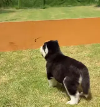 Husky puppies