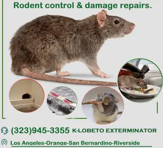 EXTERMINADORES MAYWOOD Y AREAS CERCANAS.~