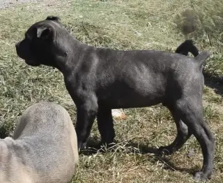 Cachorros de Cane Corso registrados