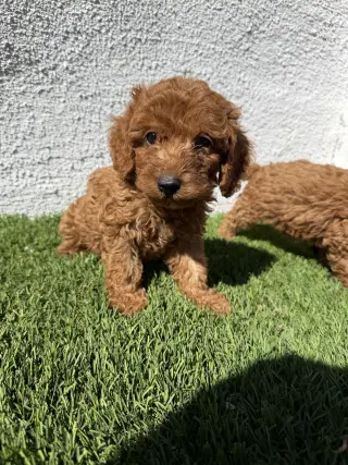 cockapoo puppies